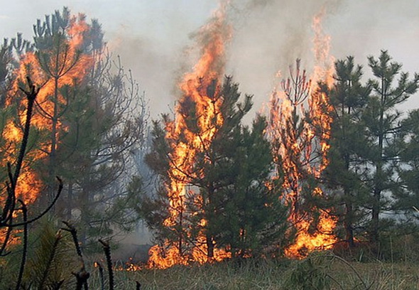 Ситуация с лесными пожарами под контролем 